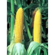 Кукуруза сахарная Кендл F1 /15 семян/ *LedaAgro*